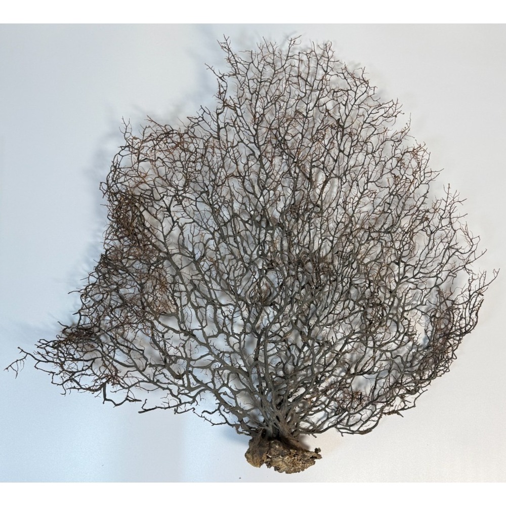 Gorgonia Sea Fan Costal Decor Item Vintage 18" x 18" ***BIG***